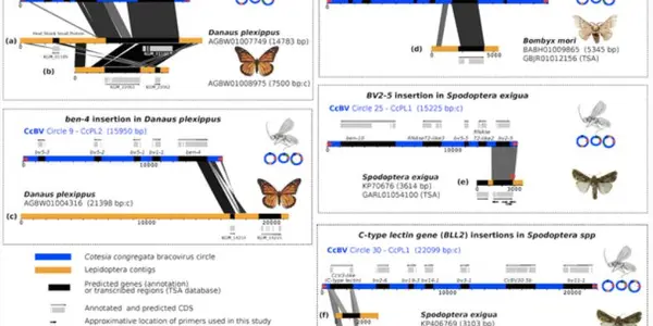 Green Paradox: Monarch Butterflies Turn Out To Be GMOs