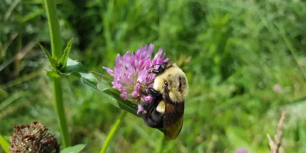 Parasites Are What Kill Bees, So More Beekeepers Won't Stop Colony Collapse Disorder - But This Mitigation Might