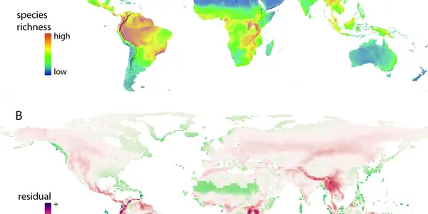 Like Diversity? Thank Mountains
