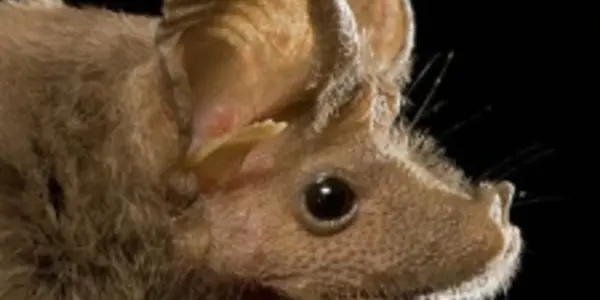 Hibernation Rethink - Bat Species Hibernate At Constant Warm Temperature