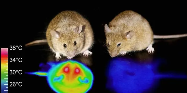QIH: Mice Don't Hibernate, But Now They Can - And What That May Mean For Human Space Travel