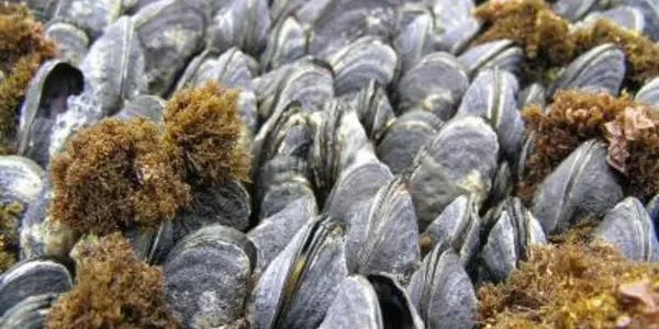 Ocean's Acidity Rising Much Quicker Than Expected