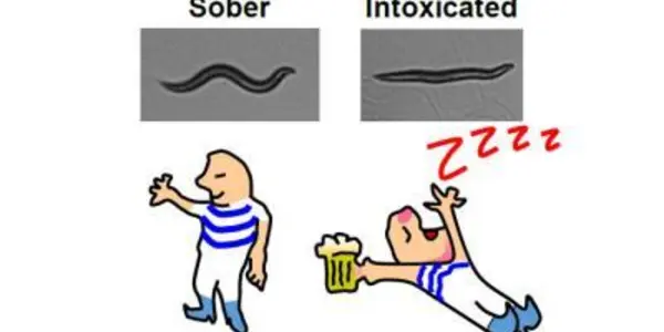 Why Worms Don't Get Drunk