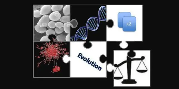 Mutational Robustness: Why Duplicate Genes Remain In The Genome