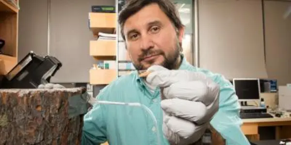 Outwit Destructive Beetles Using Pheromone Science
