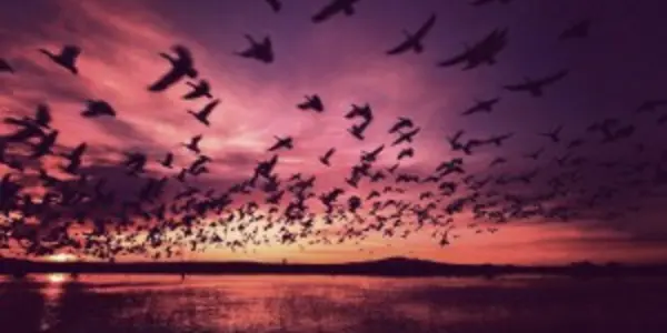 US Wildlife Bans On GMOs And Neonics Lack Transparency And Scientific Rationale