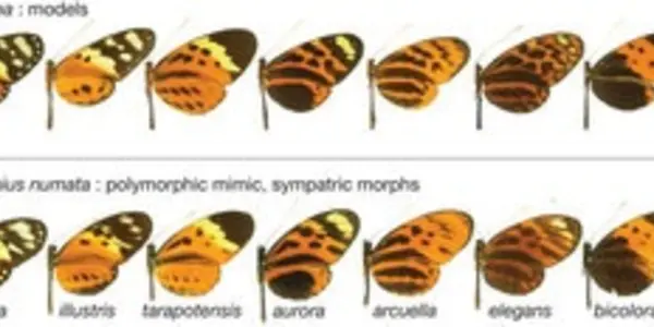 Supergenes And Butterfly Mimicry