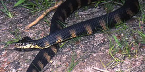 Meanwhile in Florida, The Annual Lake Hollingsworth Snake Orgy Is Happening