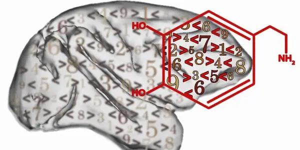 Dopamine Helps With Mood - And Math