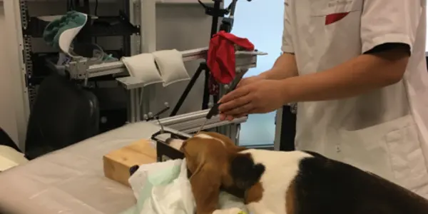 Abnormal Amygdala Neural Networks In Dogs With Anxiety