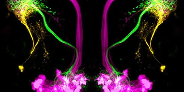 How Your Brain Tells Good Smells From Bad Ones