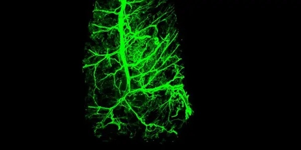 Nerves Embedded In Body Fat Boost Its Calorie-Burning Capacity