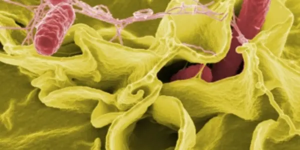 Synthetic Biology Circuits Get Their Most Complicated Version Yet