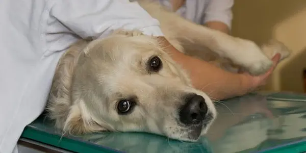 Cancer Immunotherapy For Dogs Developed