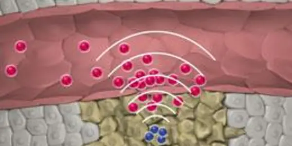 Nano-Team Takes On Tumors