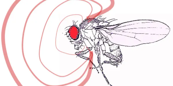 Teenage Mutant Ninja Fruit Flies