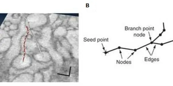 Mapping The Brain, With The Help Of Many
