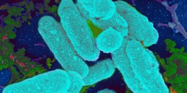Low Doses Of Antibiotics Linked To Chronic Infections