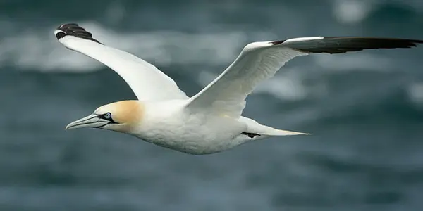 Why Don’t Birds Break Their Necks When They Dive?