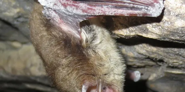 Bats In Asia Resitant To White-Nose Syndrome Fungus