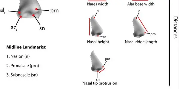 Like Your Nose? Thank Climate Changes
