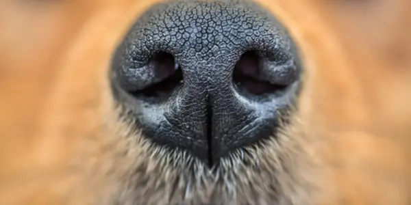 Stop The 19th Century Myths: Your Sense Of Smell Is As Good As Your Dog's