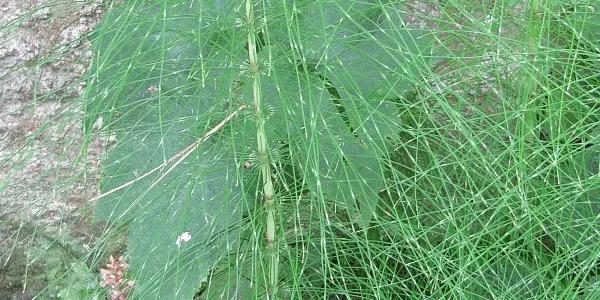 Plants muscling in?