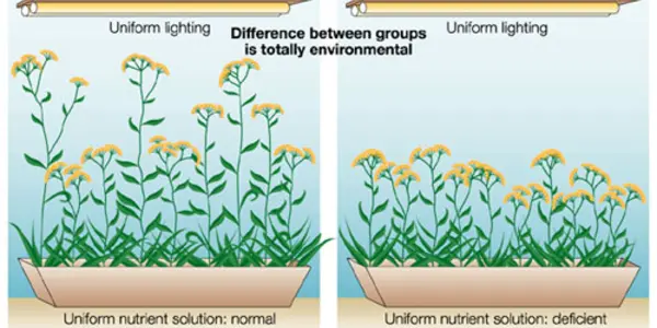 What Is Heritability?