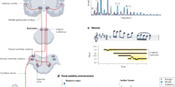 Becoming The Music: How Our Brains Sync With Sound To Create Emotion