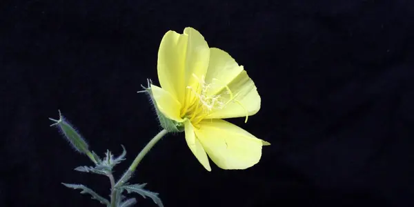 Go It Alone? Sex And The Single Primrose