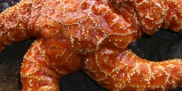 Mystery Virus That Turned Starfish Into Goo Identified
