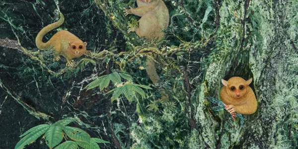 Three New Ancient Primates Identified From 46 Million Years Ago - In San Diego