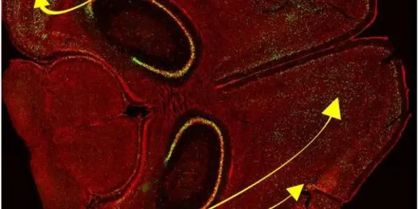 Optogenetics: Manipulating Memories With Light