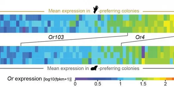 Why Yellow Fever Mosquitoes Love Humans - Thank Genetics