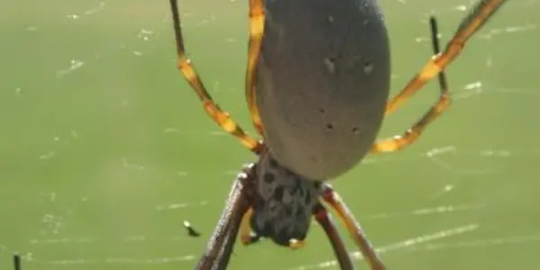 Orb-weaving Spiders In Cities May Be Larger, Reproduce Better