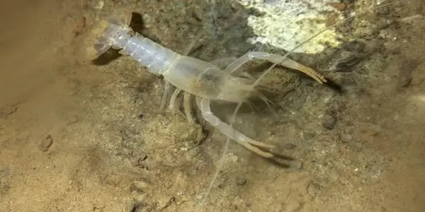 Orconectes Sheltae: Crayfish Thought Extinct Didn't Get The Memo