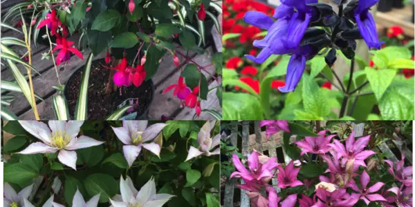 Enjoying Genetically Modified Beauty