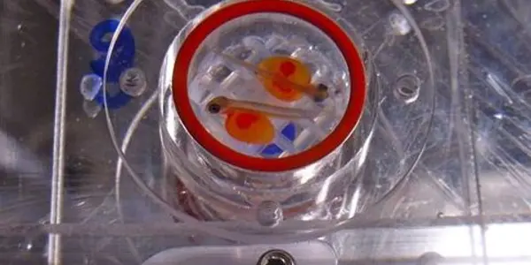 Acidification Stunts Growth Of Developing Pink Salmon