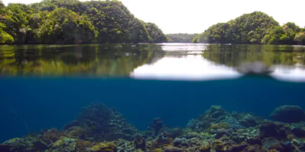 Riddle Of Resilience: Coral Reefs In Palau Thrive Under Acidification