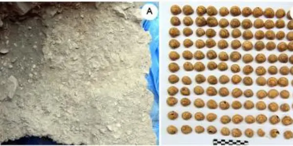 Paleolithic Escargot - Prehistoric Spaniards Cooked Snails 30,000 Years Ago