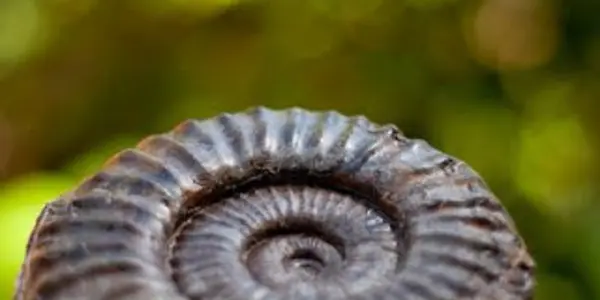 Coroniceras of Wrangellia