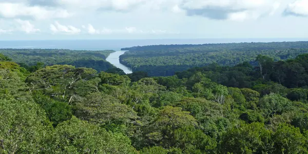 Tree Disease Helps Forests