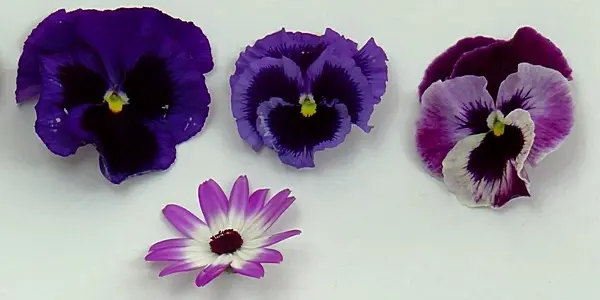 Do You Get The "Violet Or Purple" Blues?