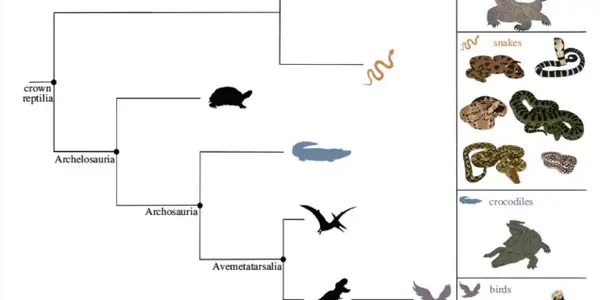 Spontaneous Generation, Virgin Birth, Whatever The Term A Female Crocodile Made Herself Pregnant