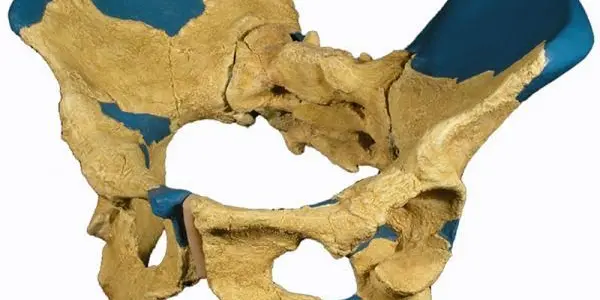 Smarter throughout history? New Fossil Says No (Ancient Humans Were Big-Headed Too!)