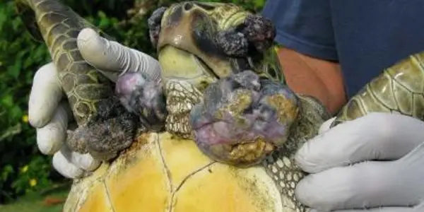 Man-Made Chemicals Not A Factor In Hawaiian Turtle Tumors
