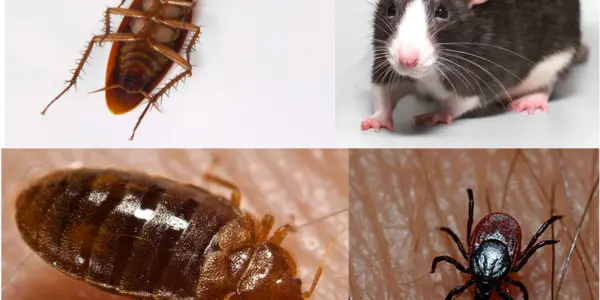 Pests Bugging You?  You're Not Alone