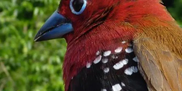 How Birds Turn Red