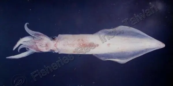 Squid Who Make Their Own Light