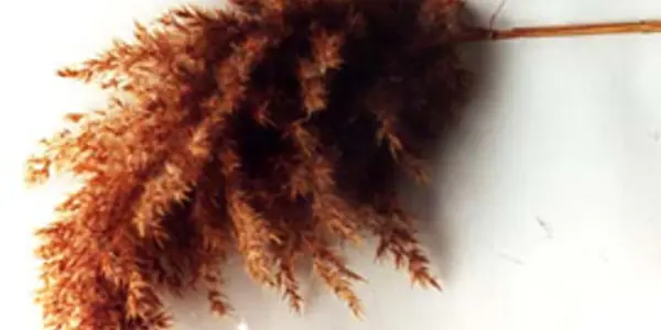 Super Weed Villain Gains Power From UV Radiation
